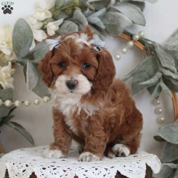 Candace, Cockapoo Puppy