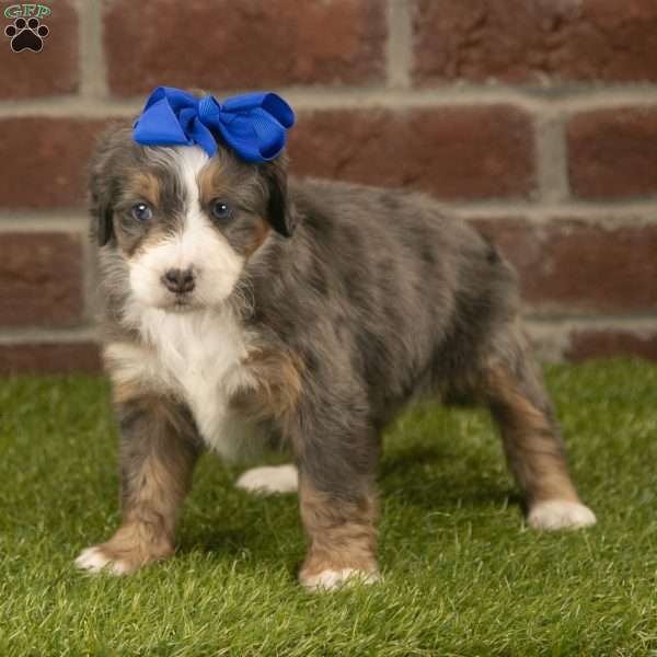 Candy, Mini Bernedoodle Puppy