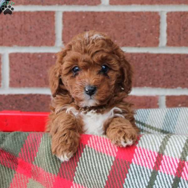 Candy, Cavapoo Puppy