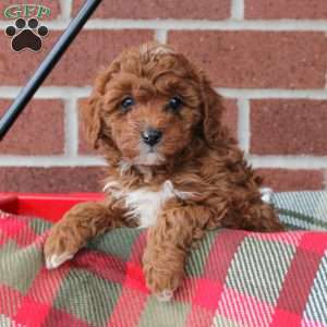 Candy, Cavapoo Puppy