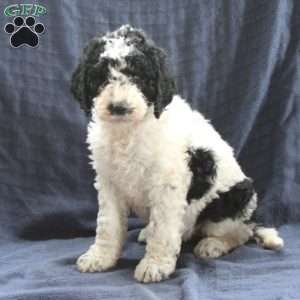 Candy, Labradoodle Puppy