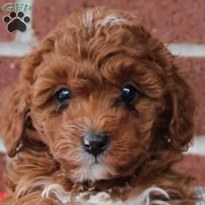 Candy, Cavapoo Puppy