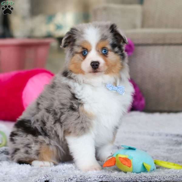 Captain, Miniature Australian Shepherd Puppy