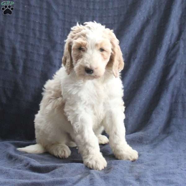 Captain, Labradoodle Puppy