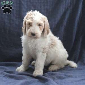 Captain, Labradoodle Puppy