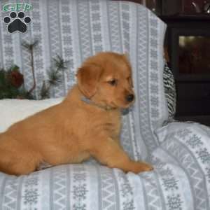 Captain, Golden Retriever Puppy