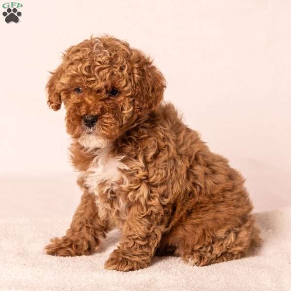 Caramel, Miniature Poodle Puppy