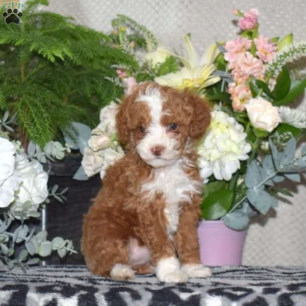 Caramel, Miniature Poodle Puppy