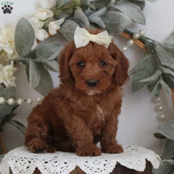 Carissa, Cockapoo Puppy