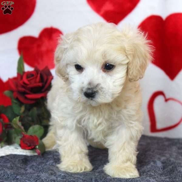 Carl, Maltipoo Puppy