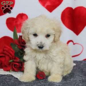 Carl, Maltipoo Puppy