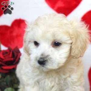 Carl, Maltipoo Puppy