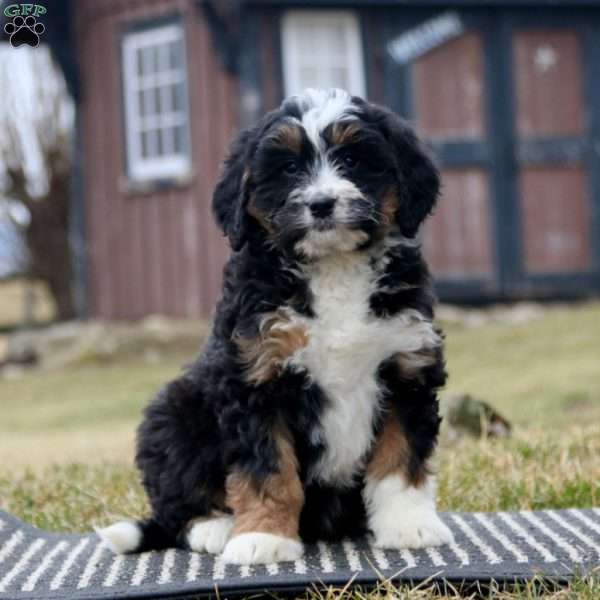 Carla, Bernedoodle Puppy