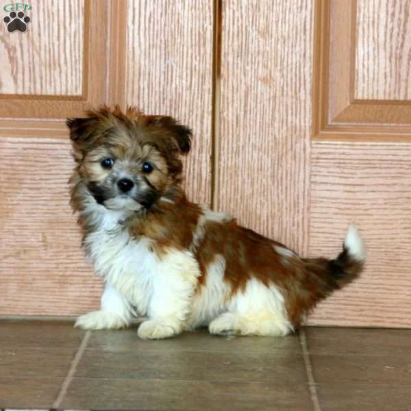 Carla, Havanese Puppy