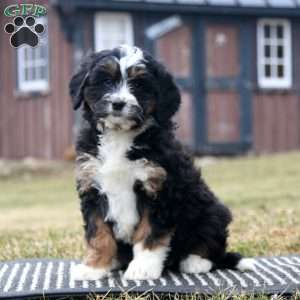 Carla, Bernedoodle Puppy