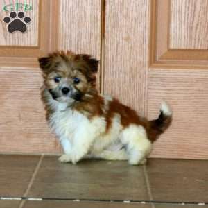 Carla, Havanese Puppy