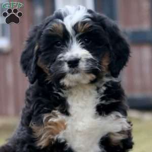 Carla, Bernedoodle Puppy