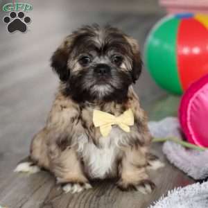 Carmon, Lhasa Apso Puppy