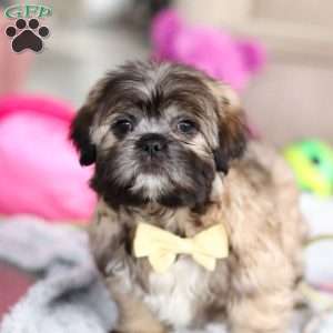 Carmon, Lhasa Apso Puppy