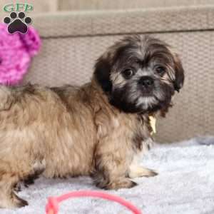 Carmon, Lhasa Apso Puppy