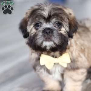 Carmon, Lhasa Apso Puppy