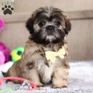 Carmon, Lhasa Apso Puppy