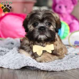 Carmon, Lhasa Apso Puppy