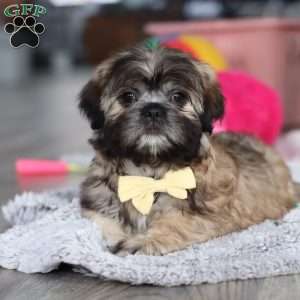 Carmon, Lhasa Apso Puppy