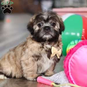 Carmon, Lhasa Apso Puppy