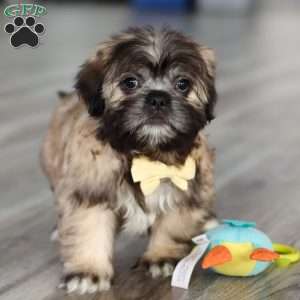 Carmon, Lhasa Apso Puppy