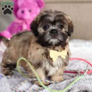 Carmon, Lhasa Apso Puppy