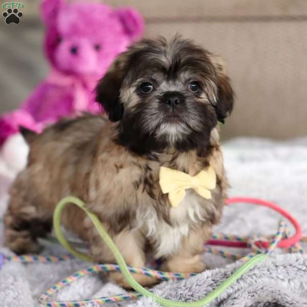 Carmon, Lhasa Apso Puppy