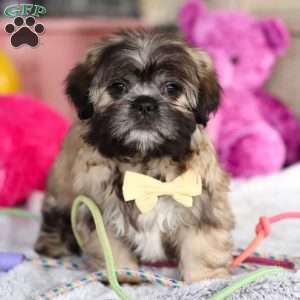 Carmon, Lhasa Apso Puppy