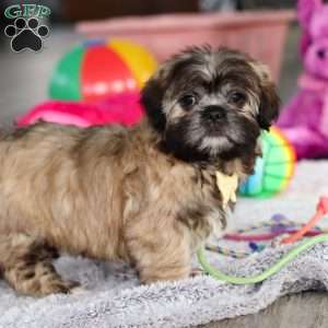 Carmon, Lhasa Apso Puppy