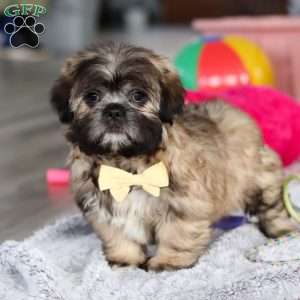 Carmon, Lhasa Apso Puppy