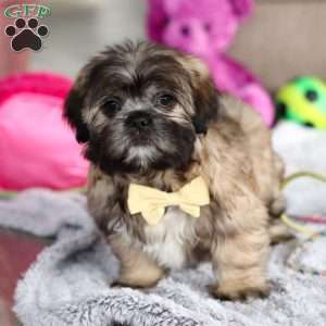 Carmon, Lhasa Apso Puppy