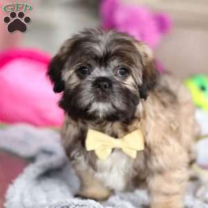 Carmon, Lhasa Apso Puppy