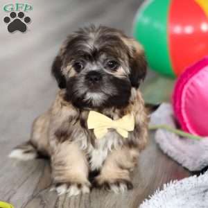 Carmon, Lhasa Apso Puppy