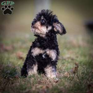 Carrie, Toy Poodle Puppy