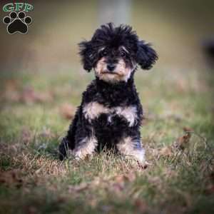 Carrie, Toy Poodle Puppy