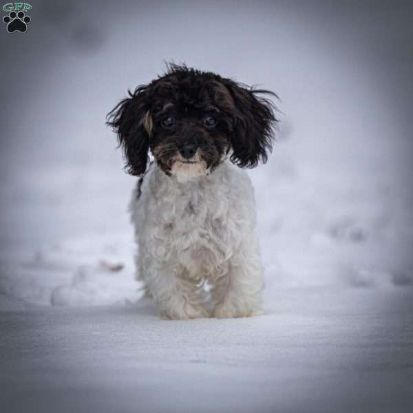 Hannah, Toy Poodle Puppy