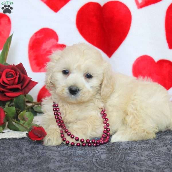 Carrie, Maltipoo Puppy