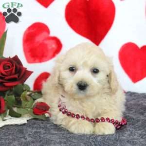 Carrie, Maltipoo Puppy