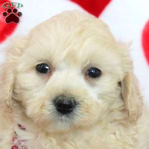 Carrie, Maltipoo Puppy