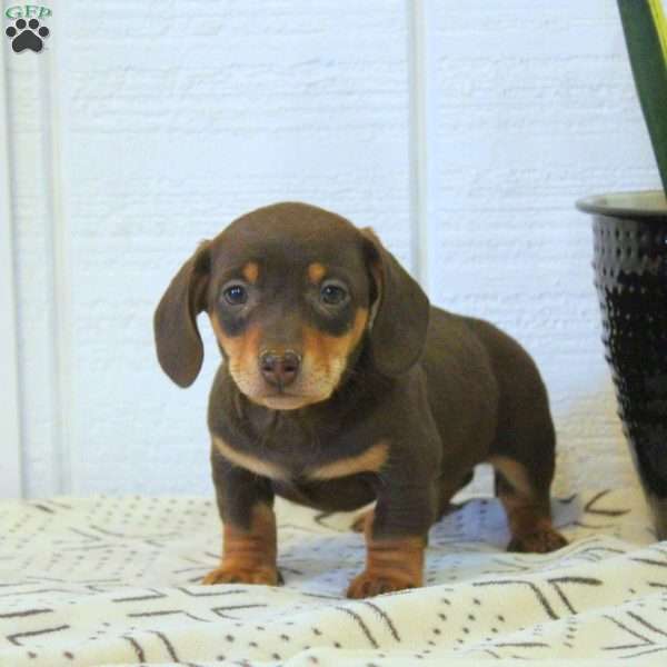 Carson-Mini, Dachshund Puppy