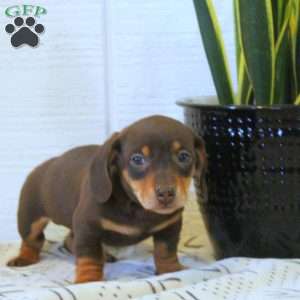 Carson-Mini, Dachshund Puppy