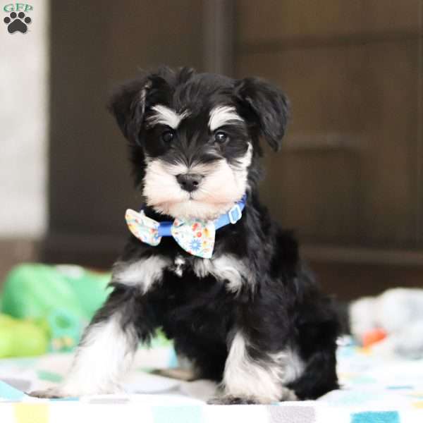 Carter, Miniature Schnauzer Puppy