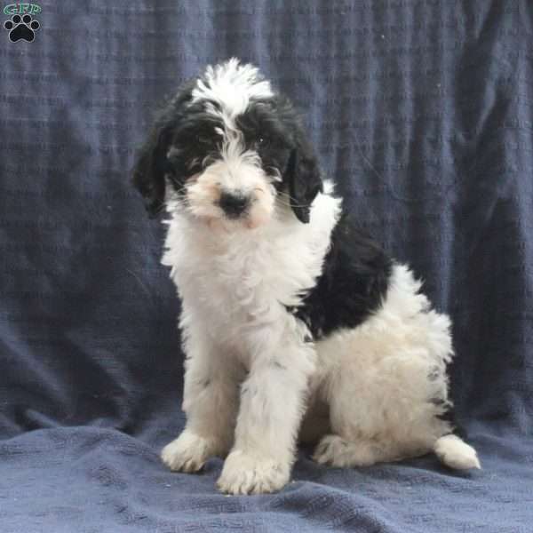 Carter, Labradoodle Puppy