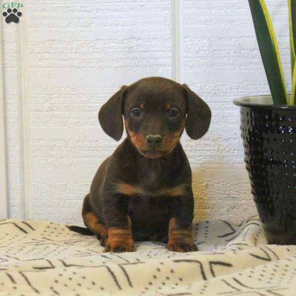 Carter-Mini, Dachshund Puppy