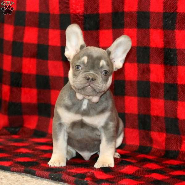 Carter, French Bulldog Puppy